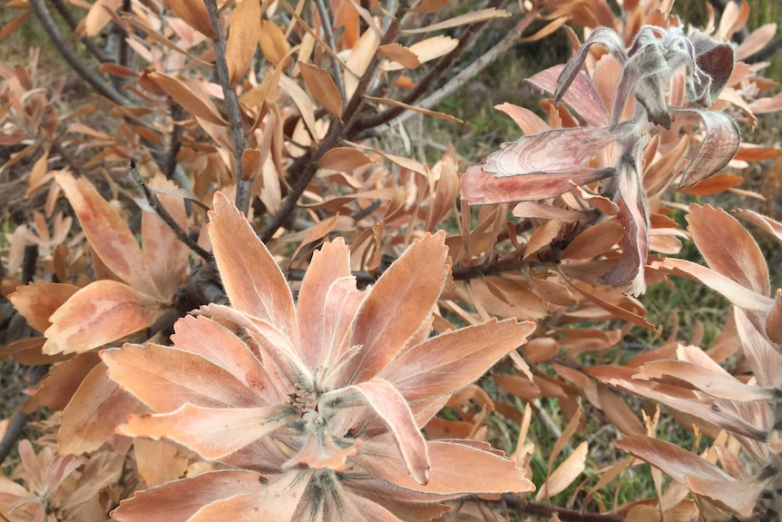 Brown and grey frost damaged wildflowers