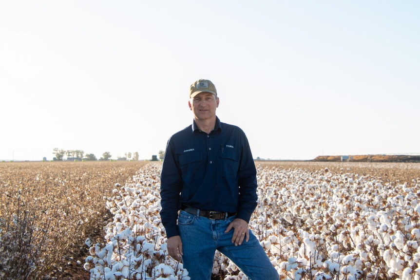 A farmer in a blue shirt and cap standing in front of a white cotton crop