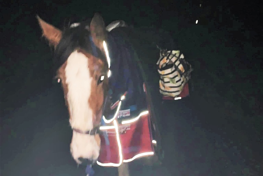 A Clydesdale horse at night with a reflective jacket.