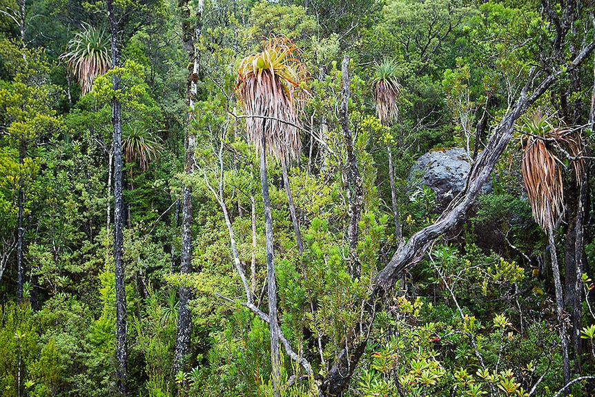 Western rainforest in Tasmania