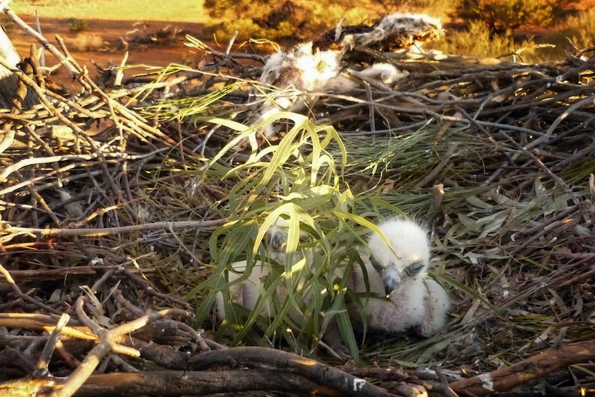 A couple of baby eagles covered in kurrajong leaves in the nest.