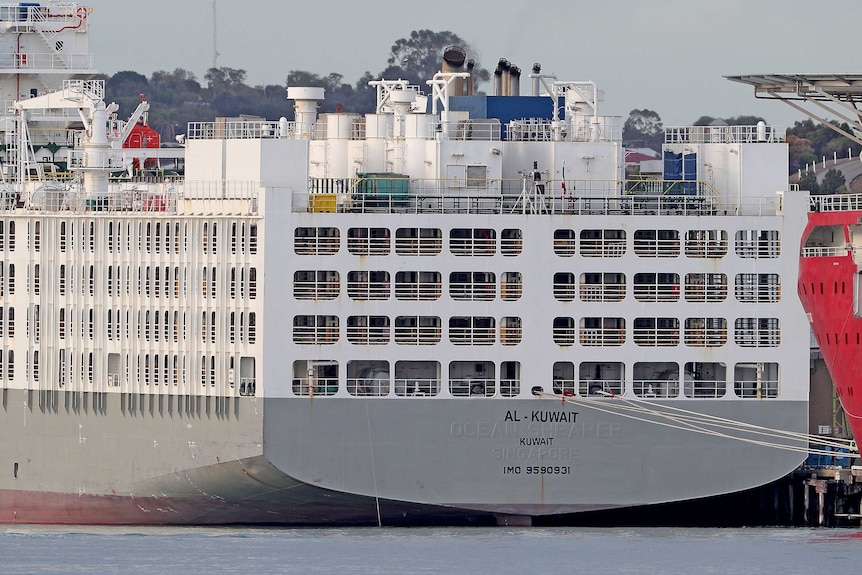 The rear of a grey and white live export ship in port.
