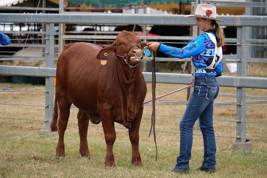 Keira in jeans, blue shirt, and hat, holding a brown cow by its halter.