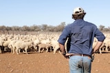 Sandy Mackenzie looks at his sheep at Plevna Downs west of Eromanga.