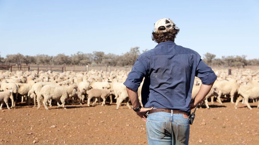 Sandy Mackenzie looks at his sheep at Plevna Downs west of Eromanga.