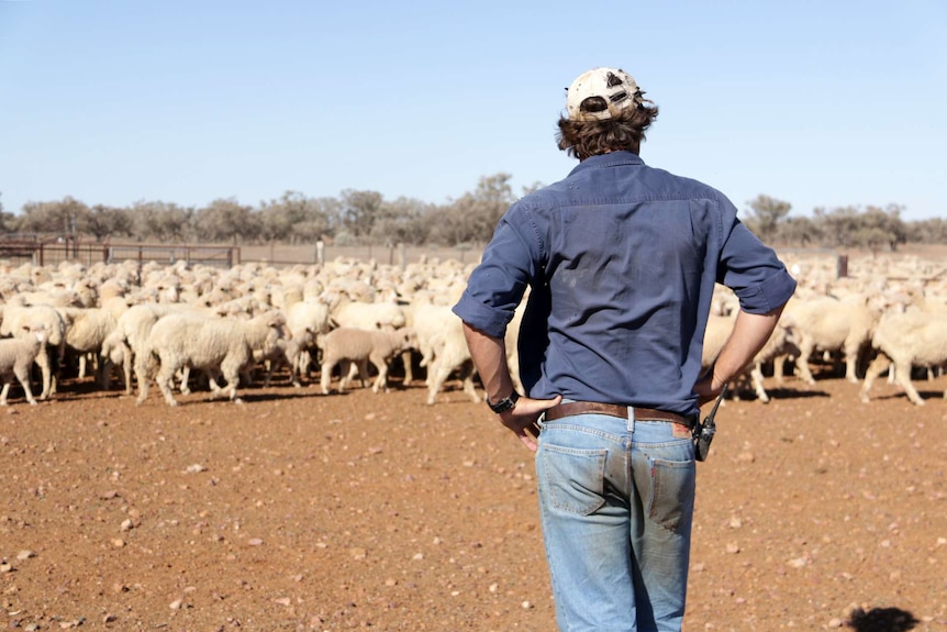 Sandy Mackenzie looks at his sheep at Plevna Downs west of Eromanga.