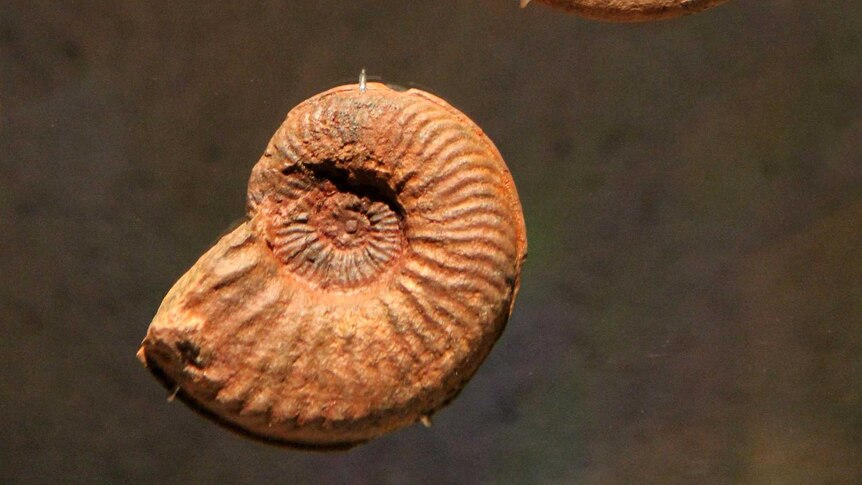 Several nautiloid fossils at the Lost Creatures: Stories from Ancient Queensland exhibition.