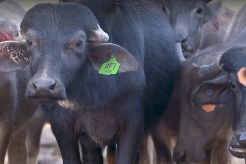 Photo of buffalo in cattle yard.