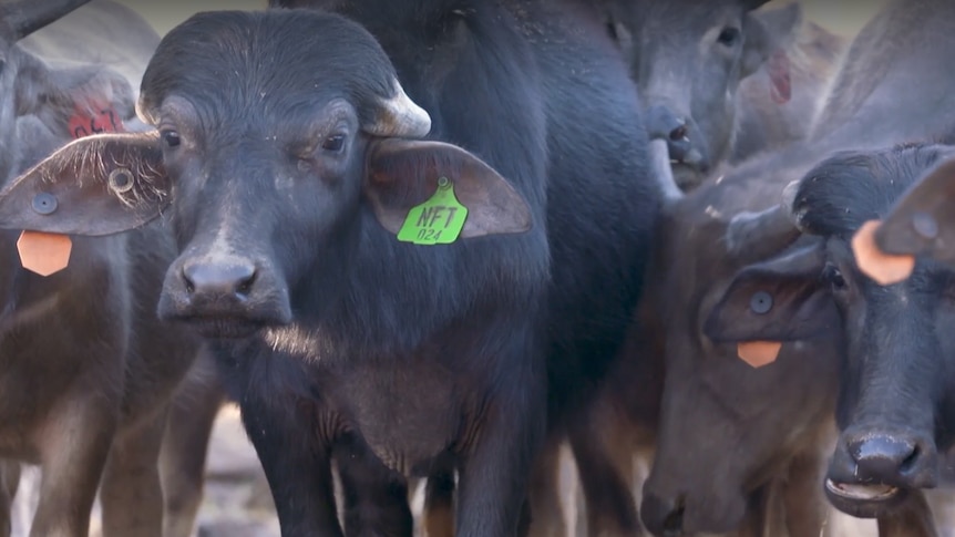 Photo of buffalo in cattle yard.