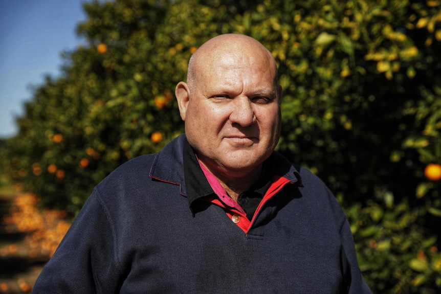 Peter Ceccato stands in the middle of a row of orange trees