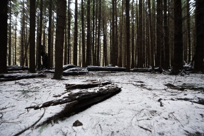 Snow dusts a forest floor.