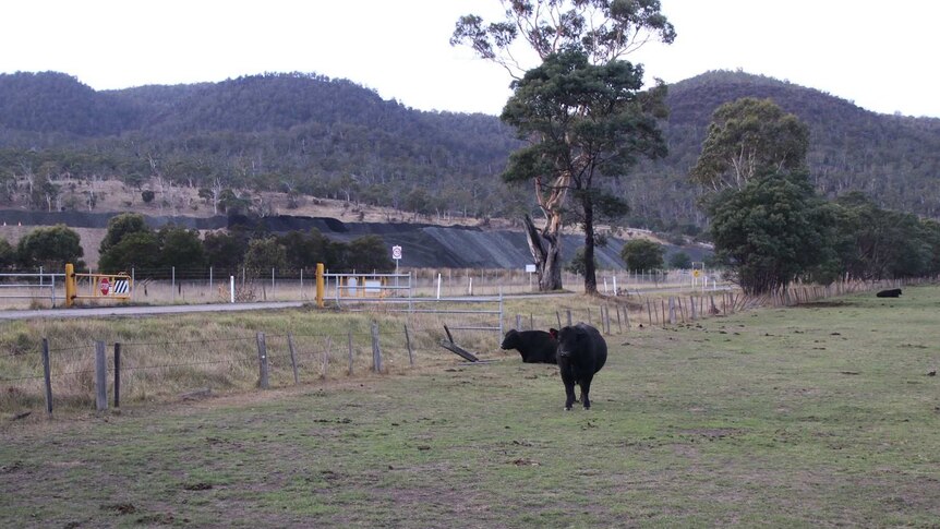 Coal piles are in the background as cows stand in a paddock.