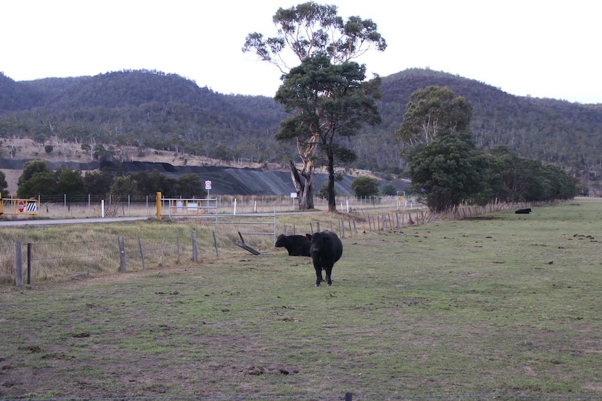 Coal piles are in the background as cows stand in a paddock.