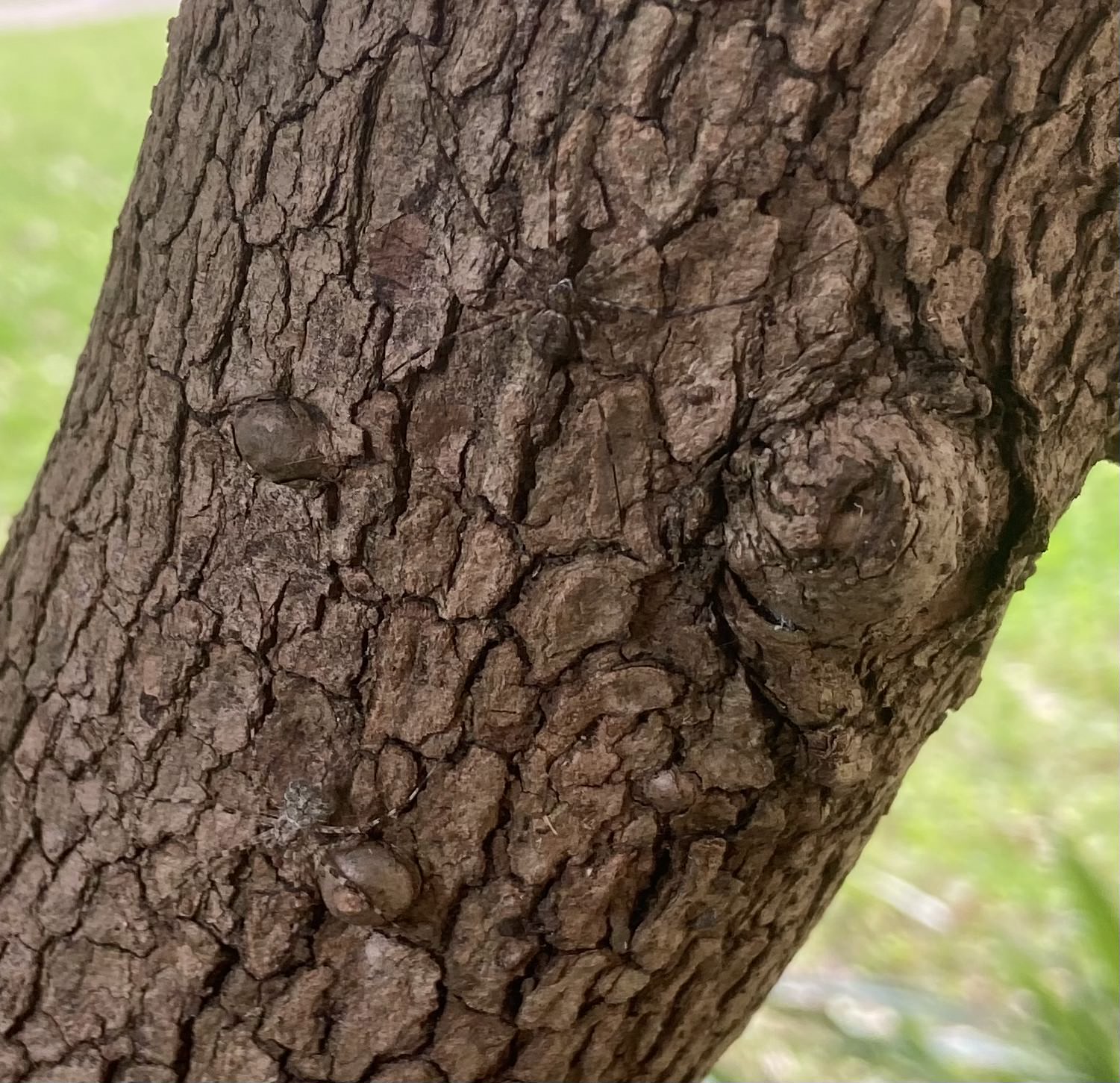 Two spiders camouflaged against a tree trunk