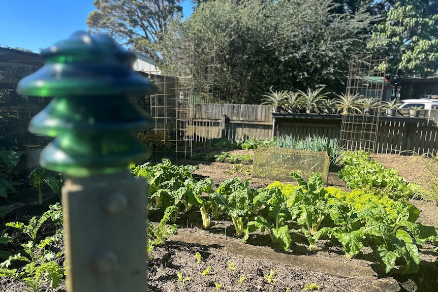 A vegetable patch.