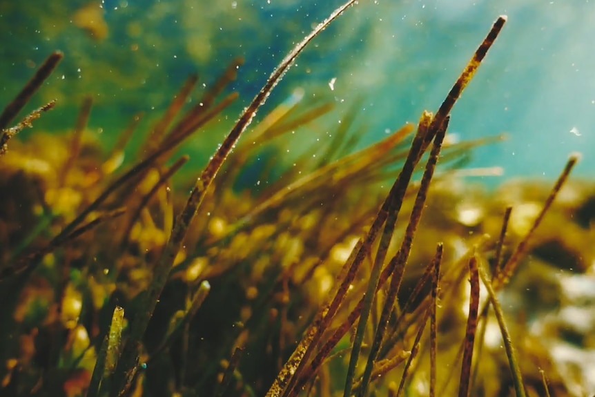 Closeup of seagrass underwater