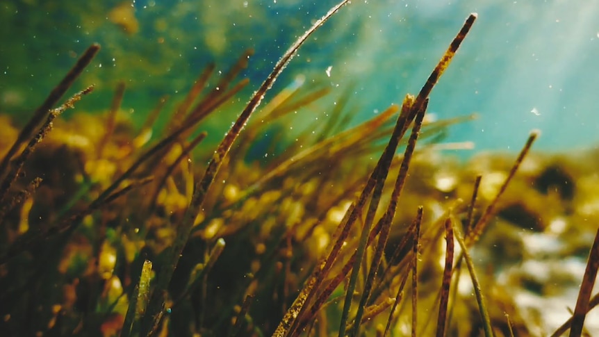 Close up of seagrass underwater