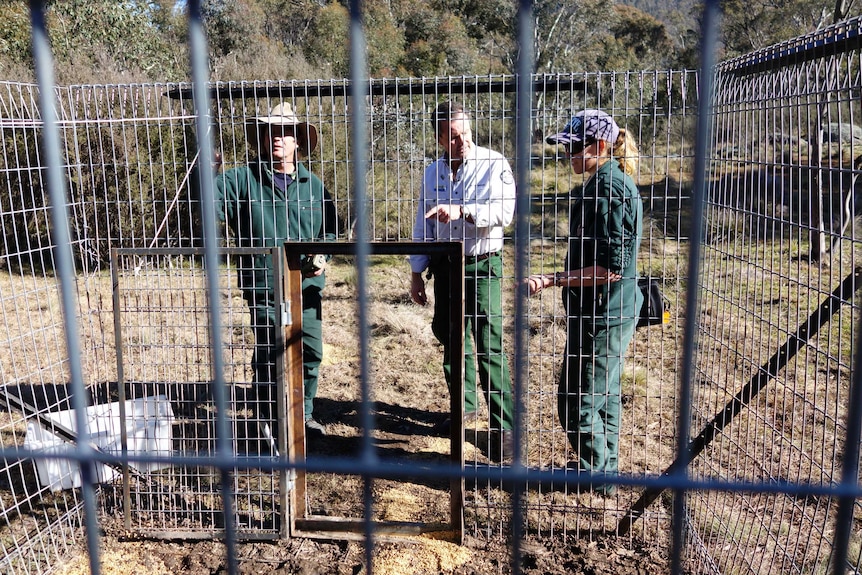 Rangers (L-R) Mick Le Cocguen, Brett McNamara and Kirsten Tasker inspect a pig trap.