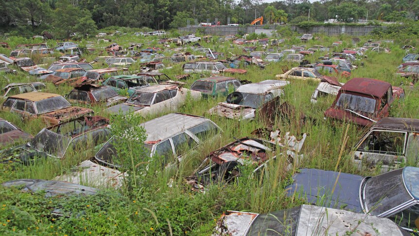 Dozens of rusted cars overrun by long grass