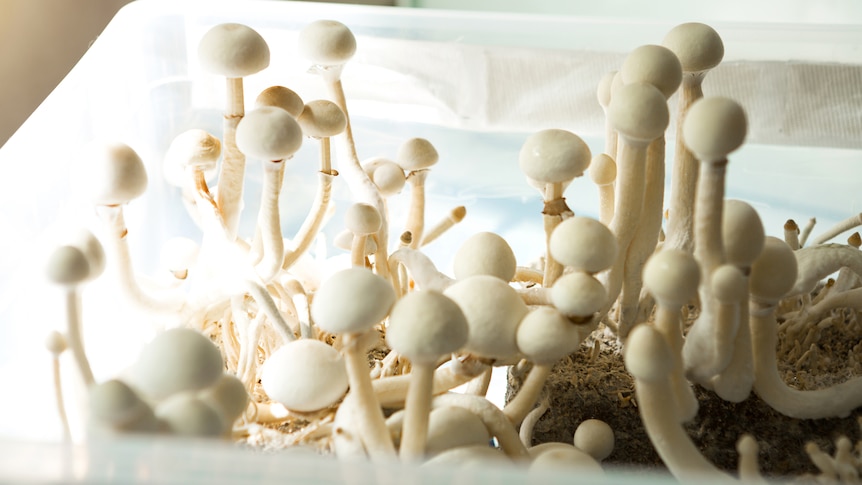 White psilocybin or magic mushrooms being grown inside