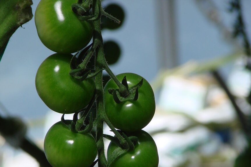 Cherry tomatoes