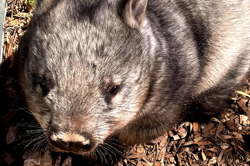 A juvenile wombat looks at the camera