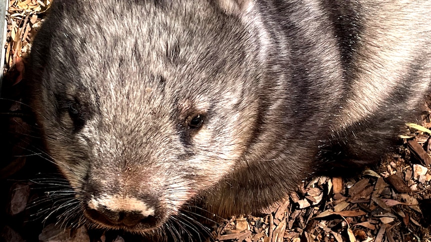 A juvenile wombat looks at the camera