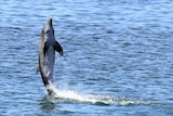 A dolphin rises vertically above the water 