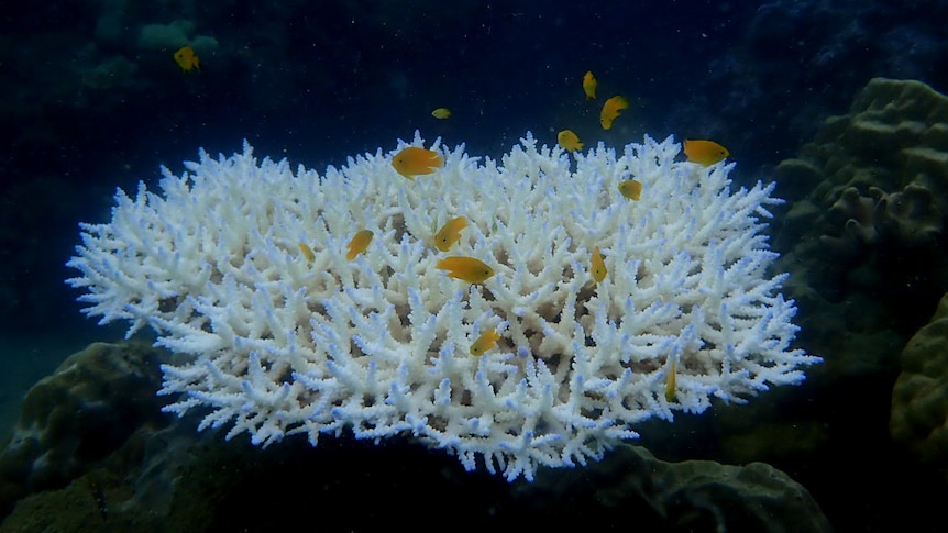 Orange fish swim through a white coral fan