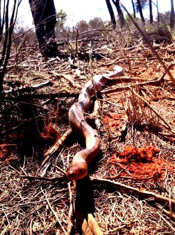 The woma python in bush land near Alice Springs.