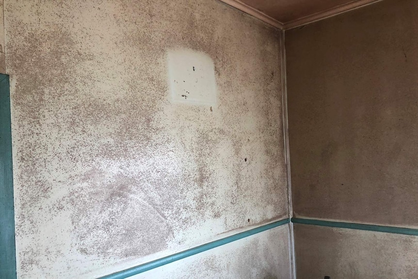An interior wall of a house which is covered in brown mould spots