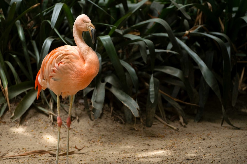 Chile the Chilean flamingo stands in front of plants.