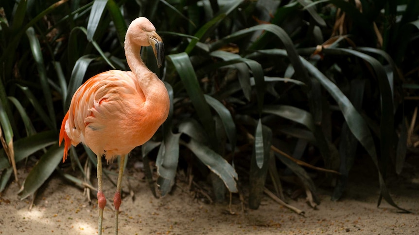 A Chilean flamingo stands in front of plants.