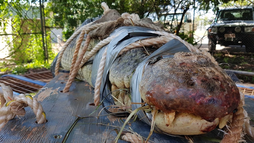 A 3.67 metre saltwater crocodile tied down with rope.