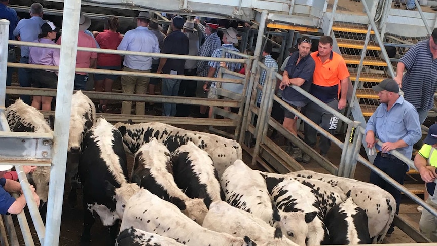 cattle stand in a pen during an auction at the Kerang Saleyards