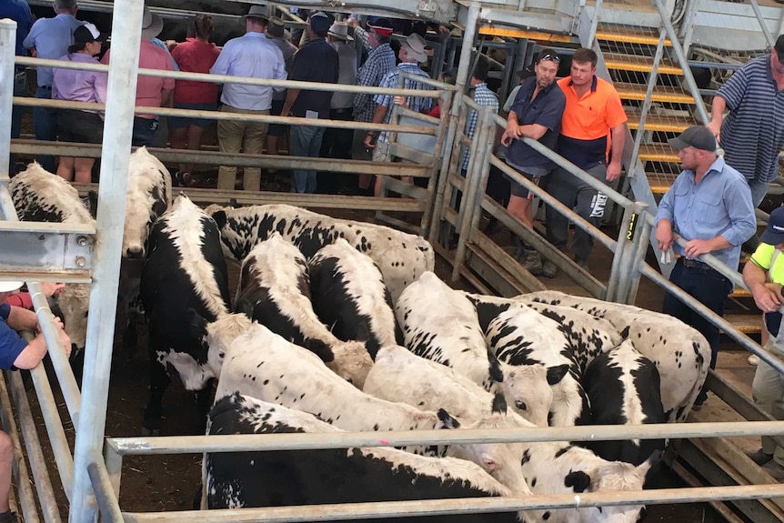 cattle stand in a pen during an auction at the Kerang Saleyards