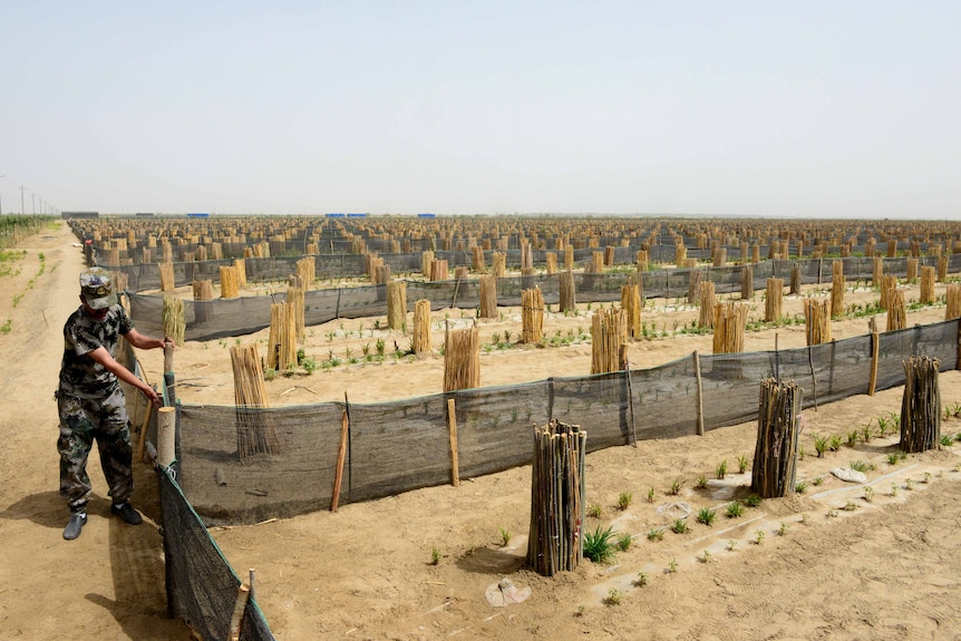 A man builds a shade cloth fence around small trees.