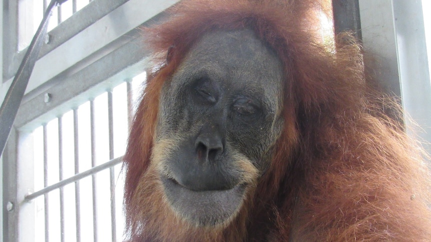 Hope, orangutan malang yang ditemukan dengan 74 peluru senapan angin.