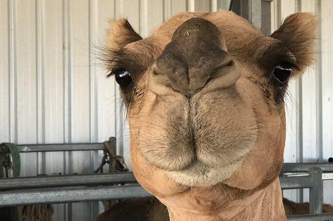 A photogenic camel pauses for a shot