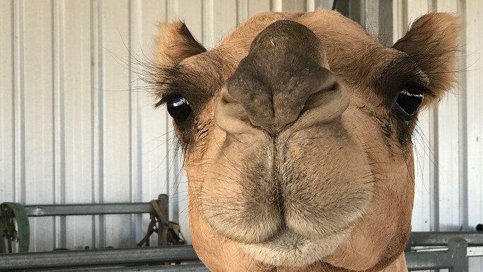 A close up of a camel facing the camera.