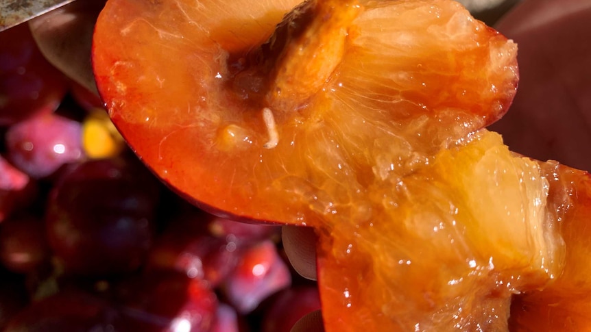 A cut open peach with white larvae inside