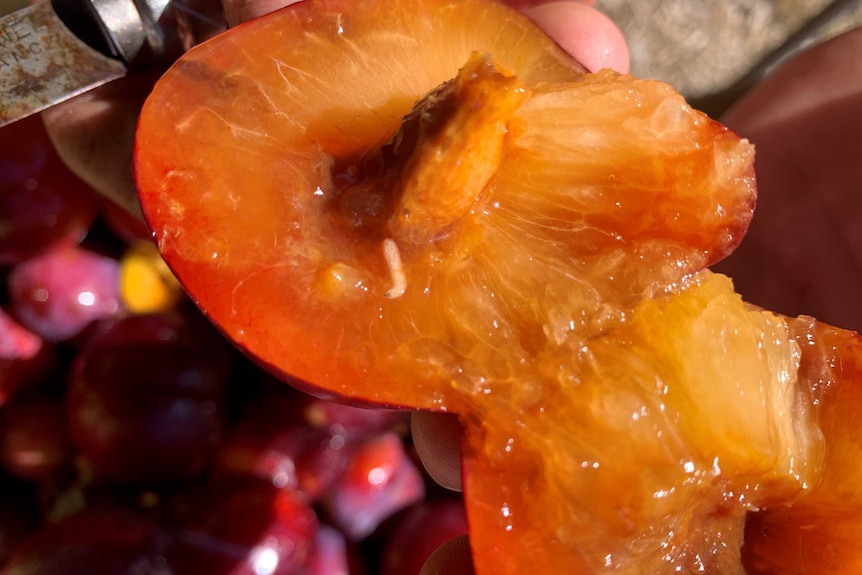 A cut open peach with white larvae inside