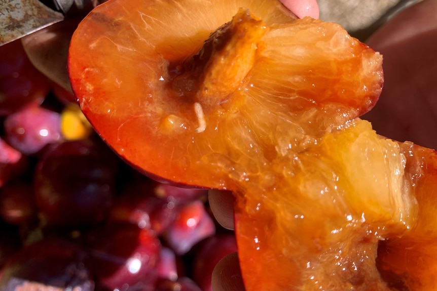 A cut open peach with white larvae inside