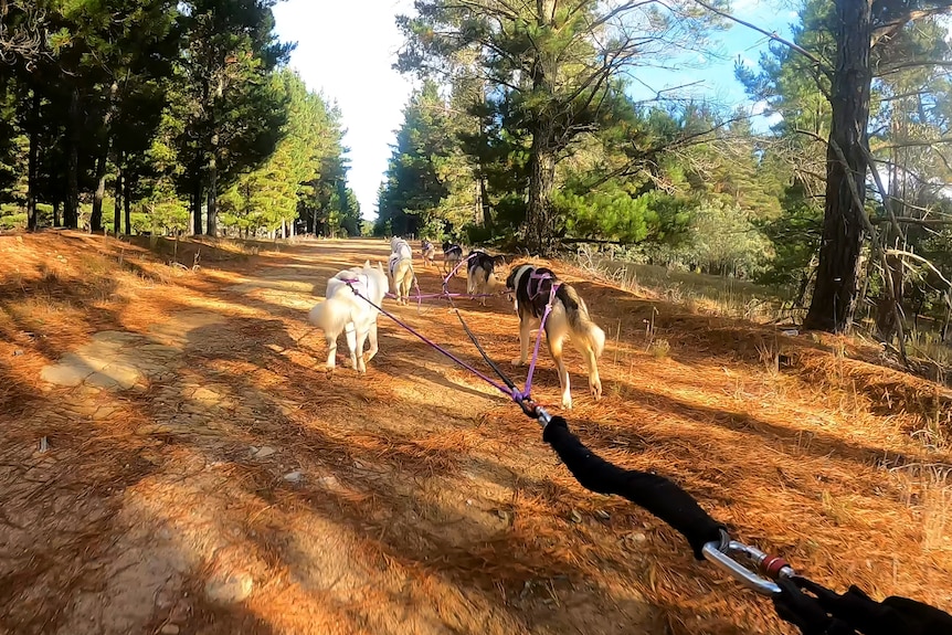 Dogs are seen from behind pulling along a sledder through a forest.