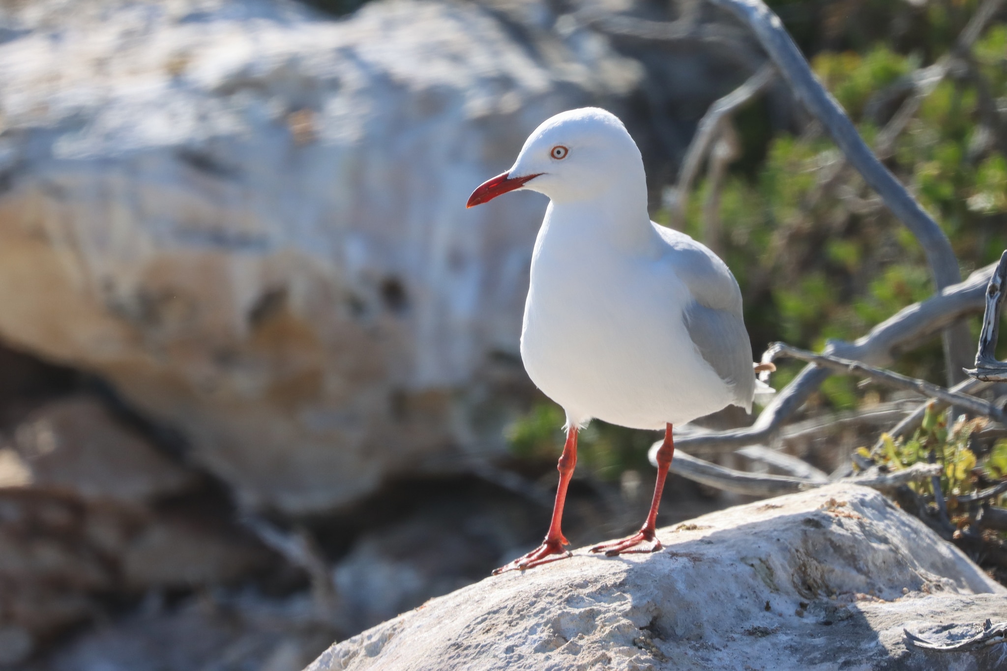 Now bird flu has hit seagulls a 'super-spreader' event is more likely
