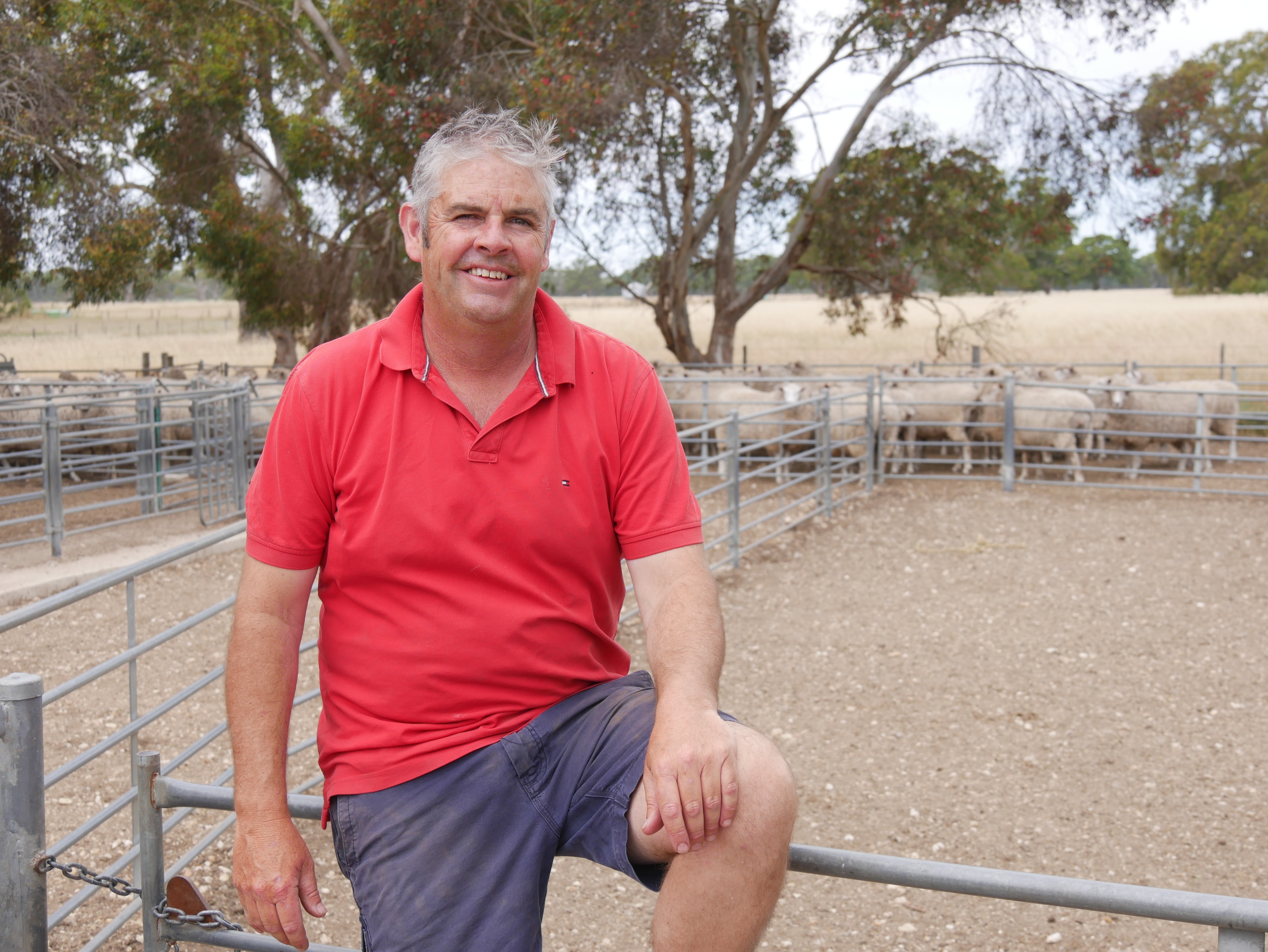 A man wearing a red shirt sitting on a fence with sheep in the background. 