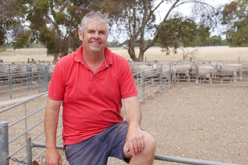 A man wearing a red shirt sitting on a fence with sheep in the background. 