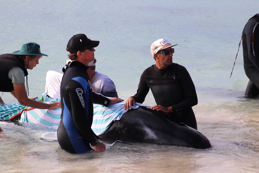 Two men stand beside a stranded pilot whale in shallow water at Hamelin Bay with other volunteers behind them.