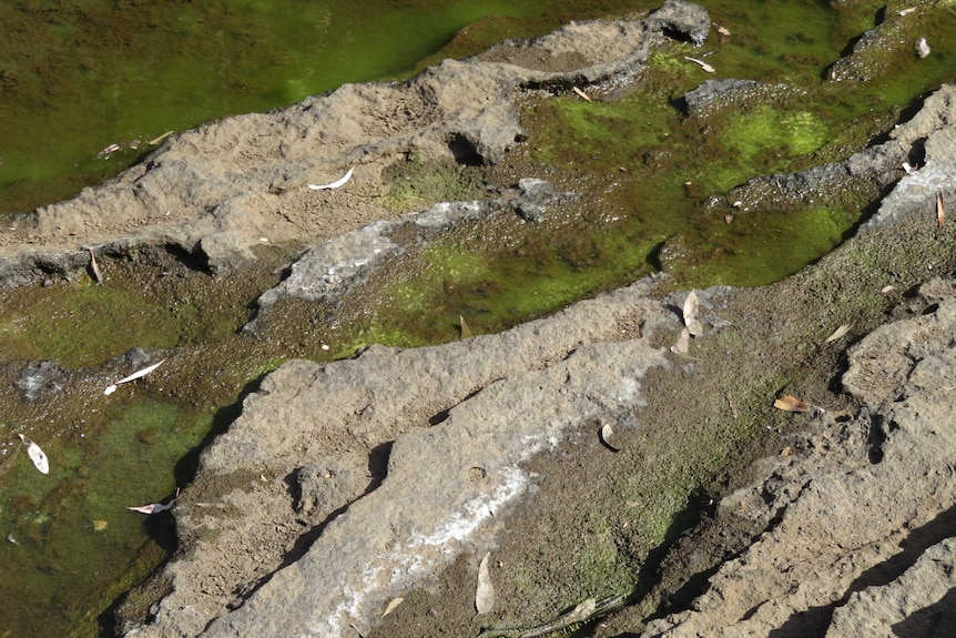 Salt crust on side of a river