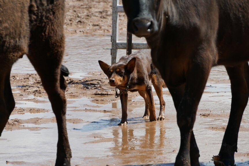 A dog looks at cattle in a muddy yard.